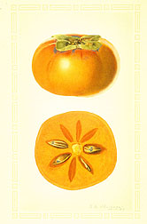 Fuyu persimmon.