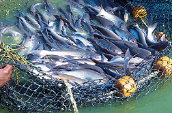 Catfish being harvested with a net. Link to photo information