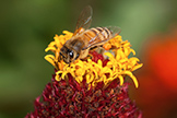 Honey bee on a flower