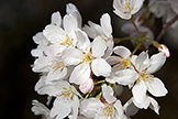 Flowering cherry tree
