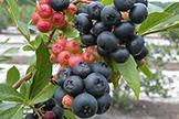 blueberries