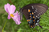 black swallowtail butterfly
