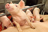 Piglets and a sow