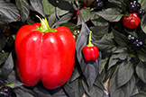 peppers
