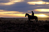 cowboy herding sheep
