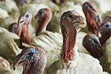 A flock of turkeys