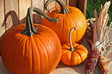 Pumpkins and Indian corn