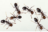 fire ants