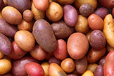 Red, brown, yellow and purple potatoes